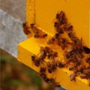Recomendaciones sobre el consumo de miel